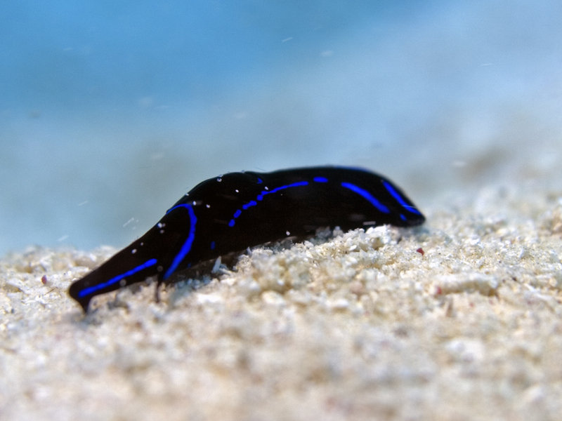 Nudibranch, Wreck Point